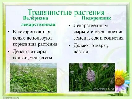 Растения троя