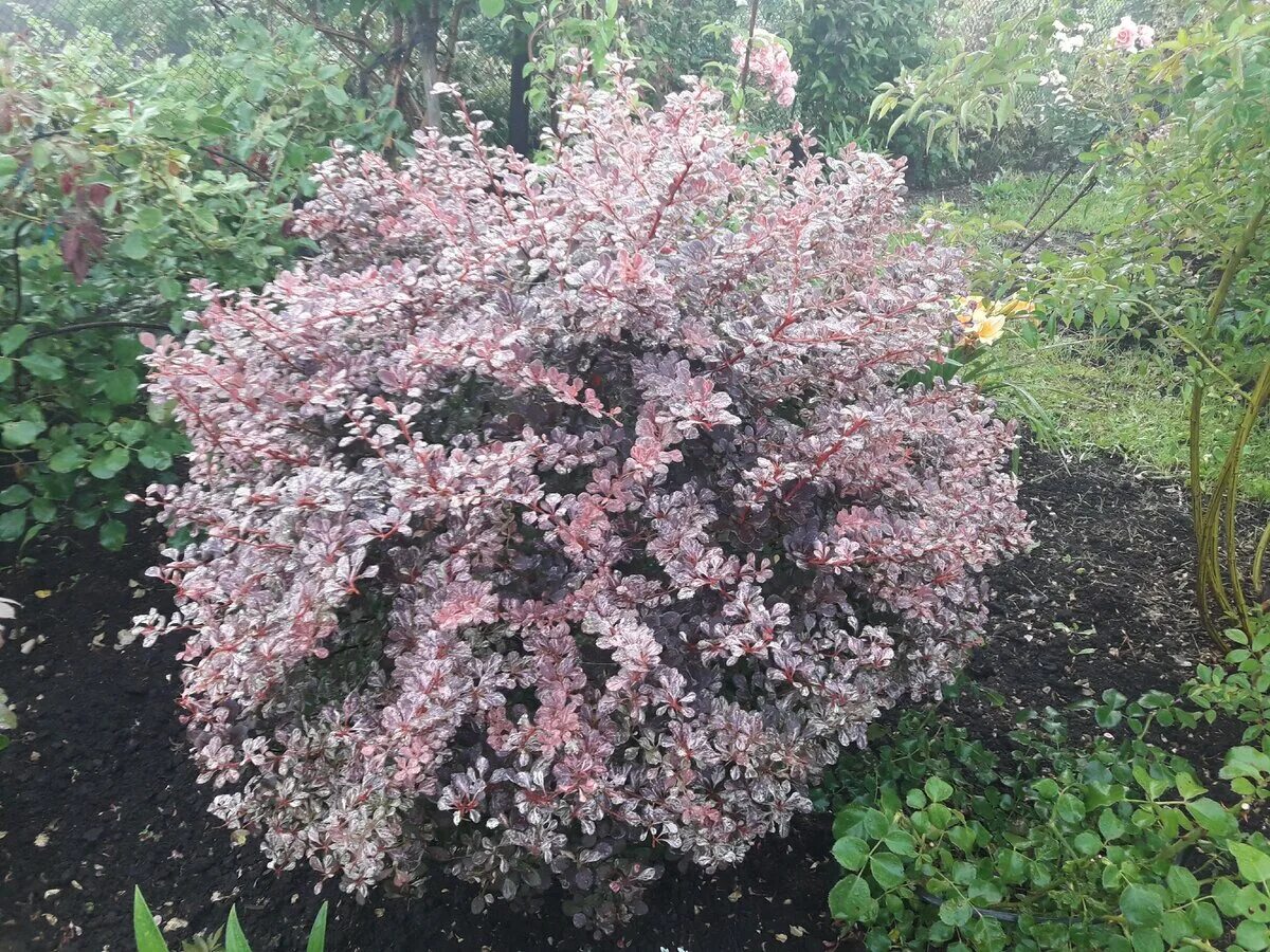Барбарис тунберга харлеквин высота. Барбарис тунберга арлекин кустарник. Барбарис тунберга harlequin. Барбарис тунберга арлекин. Барбарис тунберга арлекин.