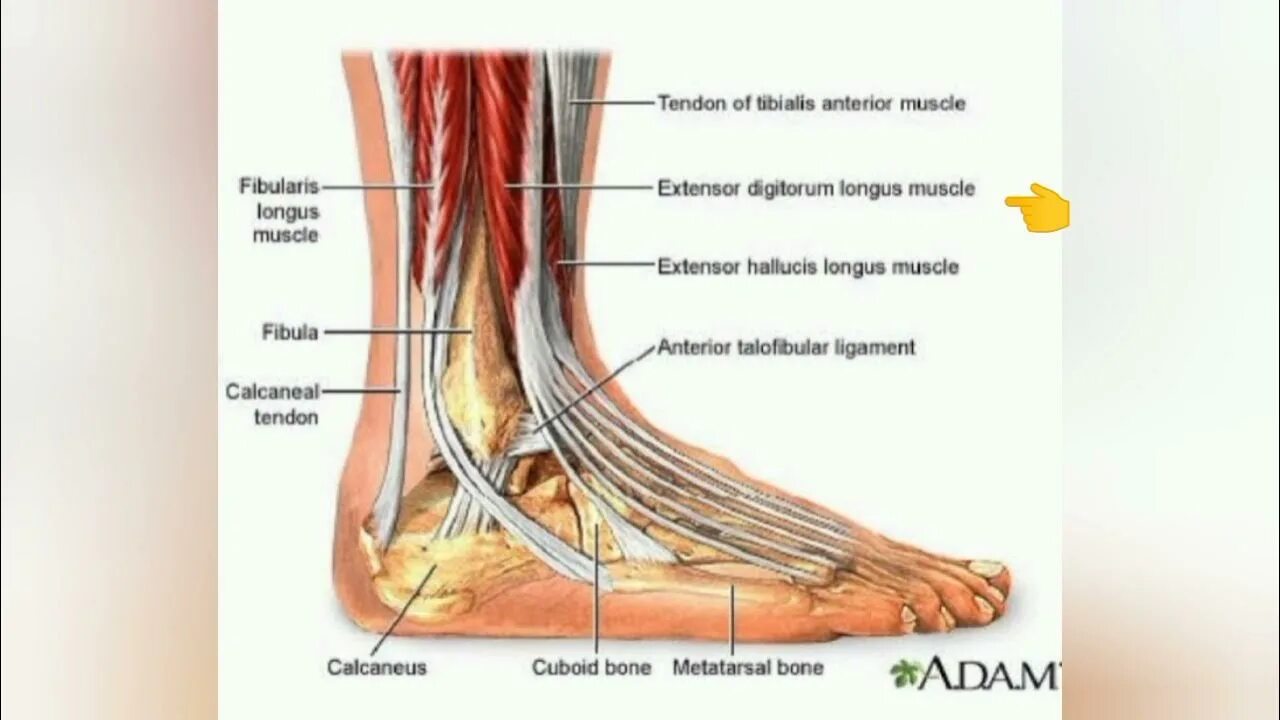 Анатомия сухожилий голени и голеностопного сустава. Мышцы голеностопного сустава анатомия. Анатомия голеностопного сустава нервы. Болит внешняя сторона пятки