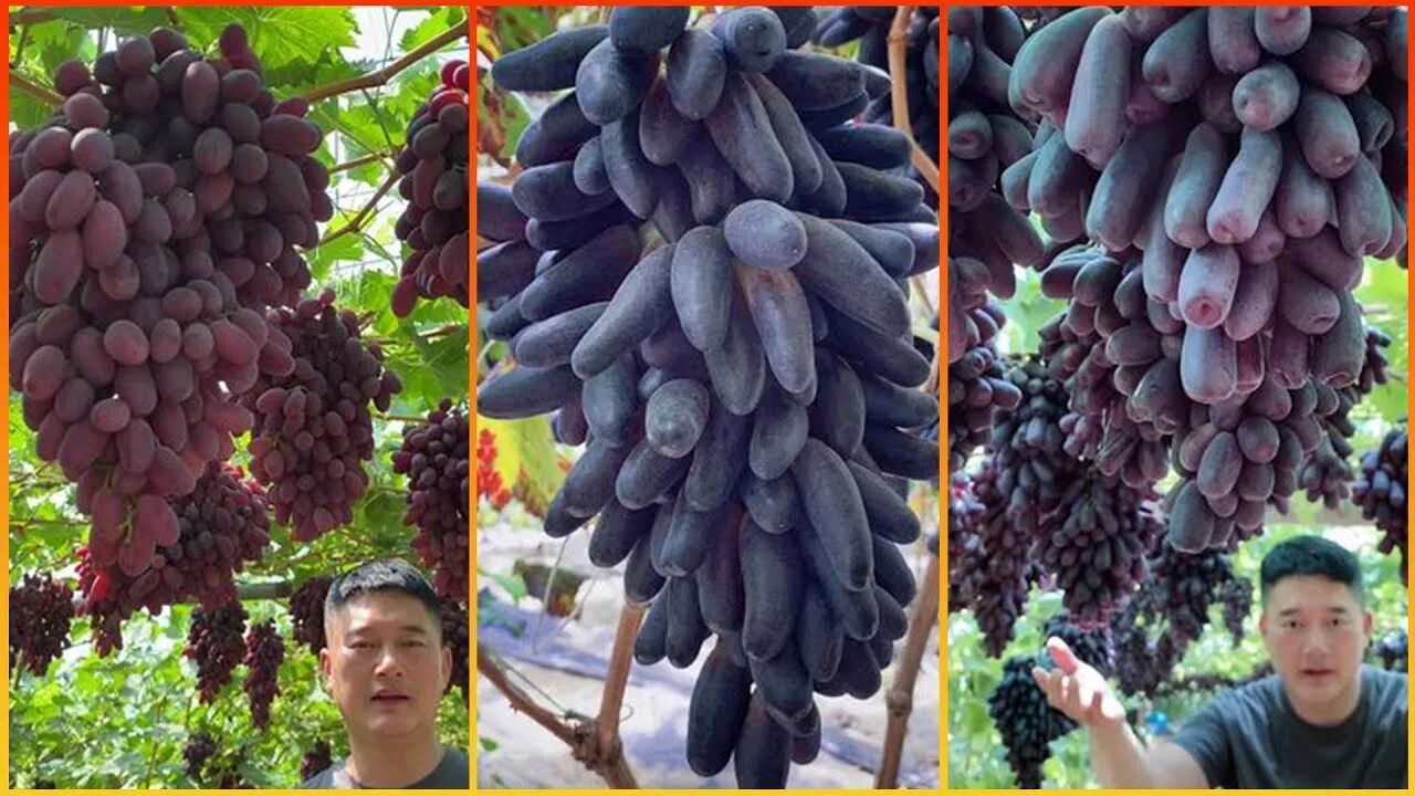 A Look at Shine Muscat, China's Hot New Table Grape Variety Produce Report