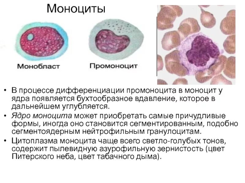Пролиферация моноцитов. Азурофильная зернистость моноцитов. ядро моноцита. моноциты строение.