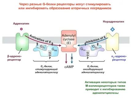 Через g