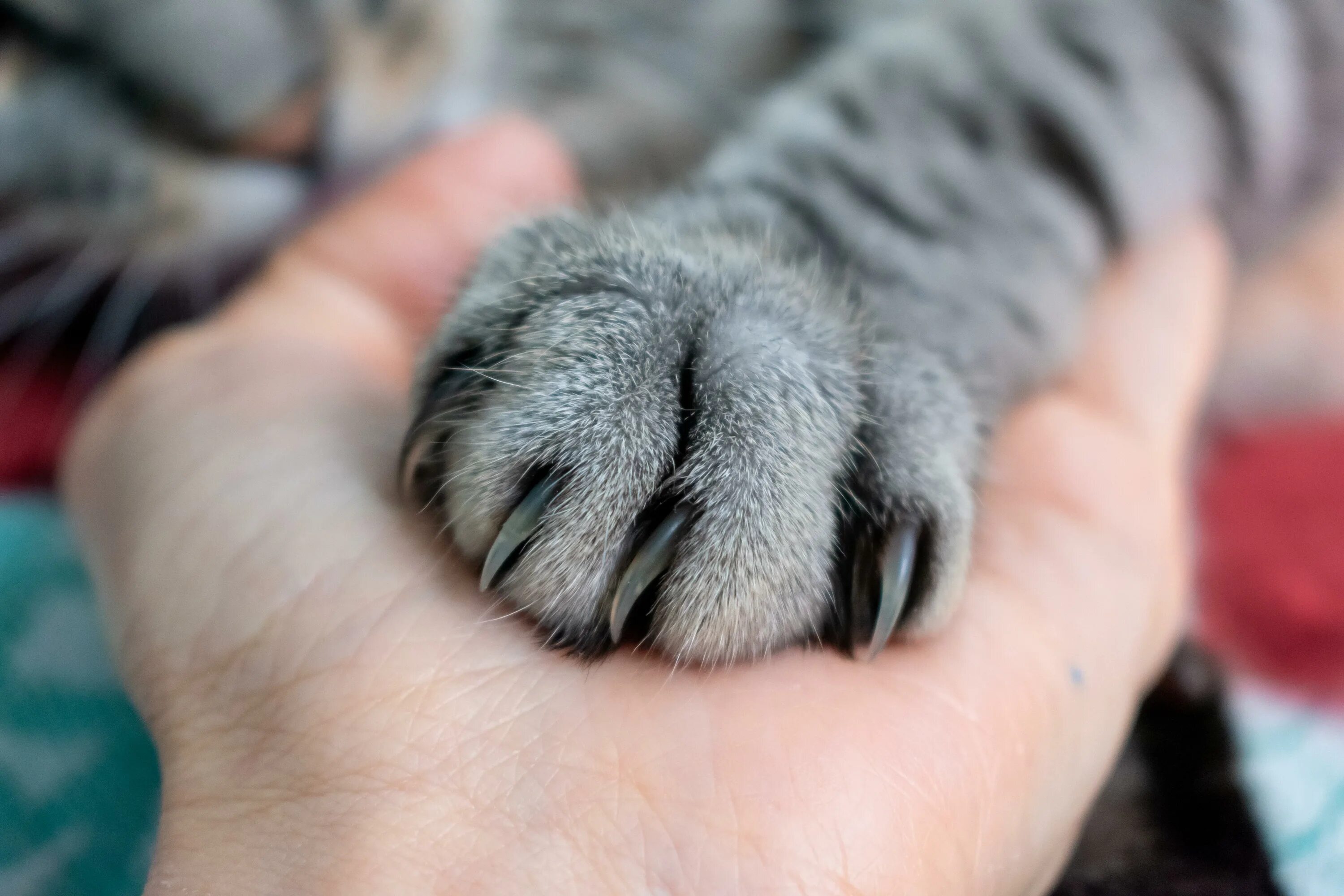 Это котик полосатый у него четыре лапы