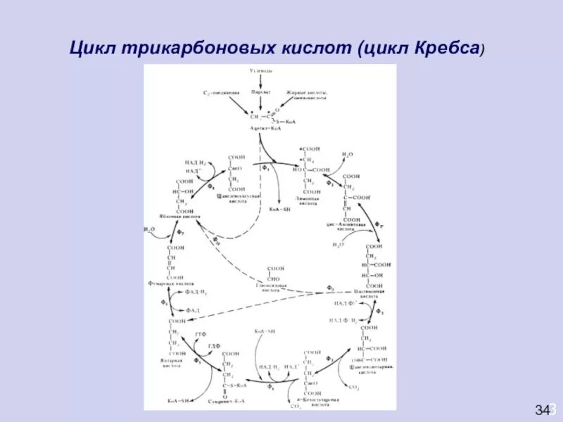 Суммарная реакция цикла трикарбоновых кислот. Цикл трикарбоновых кислот схема. Цикл трикарбоновых кислот цикл Кребса. ЦТК локализация. Энергетический выход ЦТК.