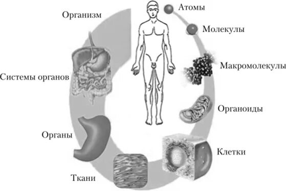 Уровни организации тела человека схема. Схема уровни организации организма человека. Системный уровень организации организма. Уровни организации организма человека 8 класс. Уровень организации тела