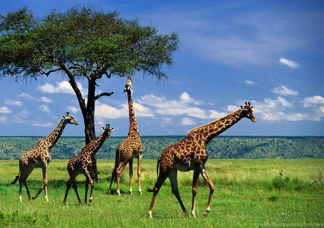 Жираф среда обитания