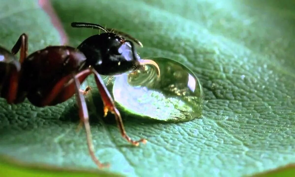 Ant видео