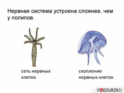 Отличие кишечнополостных