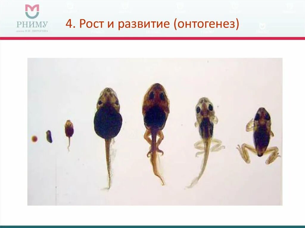 Гетероморфоз. Рост в онтогенезе. Онтогенез рост и развитие. Гетероморфоз примеры.