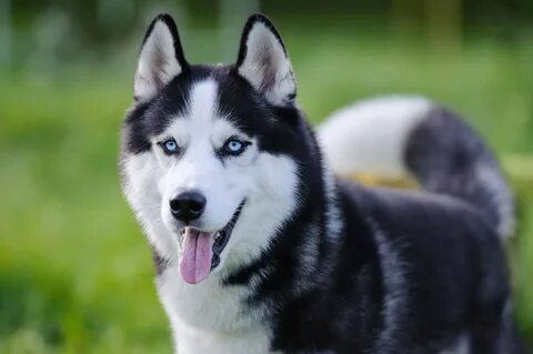 Husky's