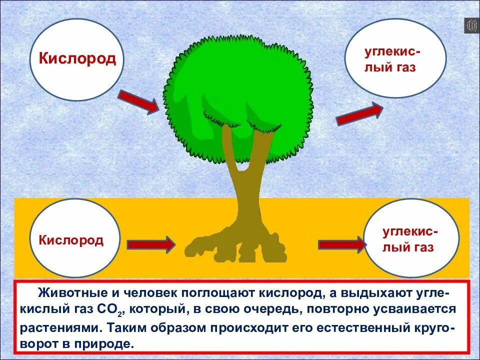 Сколько кислорода выдыхаемом человеком. Вдыхаем кислород а выдыхаем. Выдыхаем углекислый ГАЗ. Растения вдыхают кислород а выдыхают углекислый. Человек вдыхает кислород а выдыхает углекислый ГАЗ.