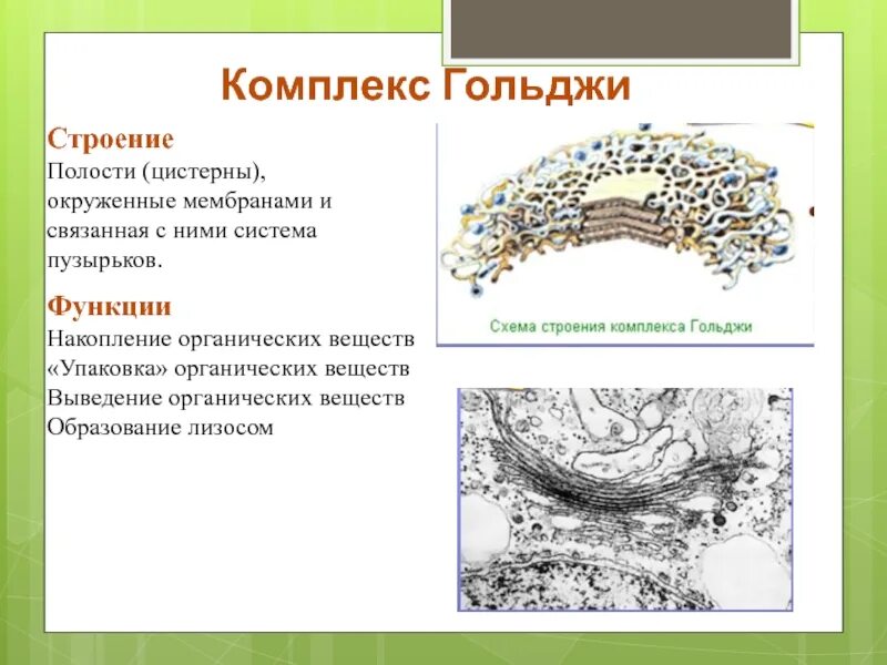 Строение комплекса Гольджи клетки и его функции. Цистерны комплекса Гольджи. Функция цистерны комплекса Гольджи. Строение комплекс Гольджи и ее функции таблица. Выполняет секреторную функцию аппарат гольджи