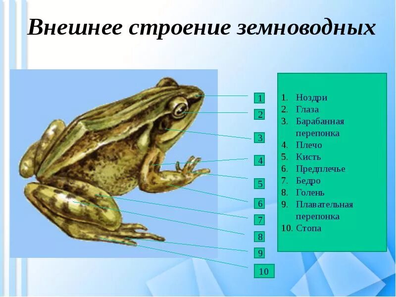 Тест по земноводным с ответами
