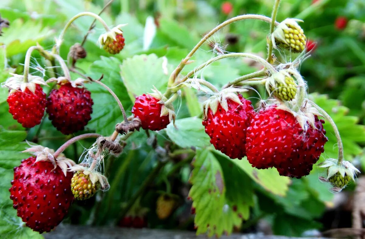 земляничка бор