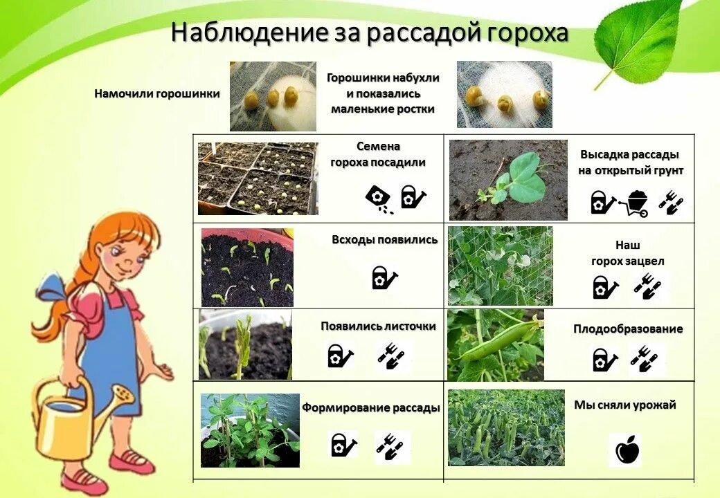 Задания наблюдения окружающий мир. Наблюдение за рассадой гороха. Наблюдение за растениями. Наблюдение за ростком гороха. Дневник наблюдения за растениями в детском.