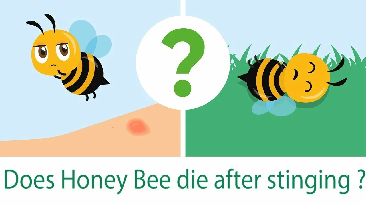 Why do bees to this. Why do bees do this.