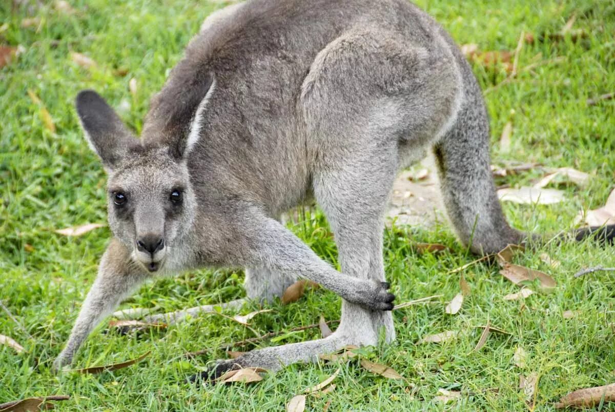 Кенгуру архив. Большой серый кенгуру. Кенгуру фото. Западный серый кенгуру. Серый Лесной кенгуру.