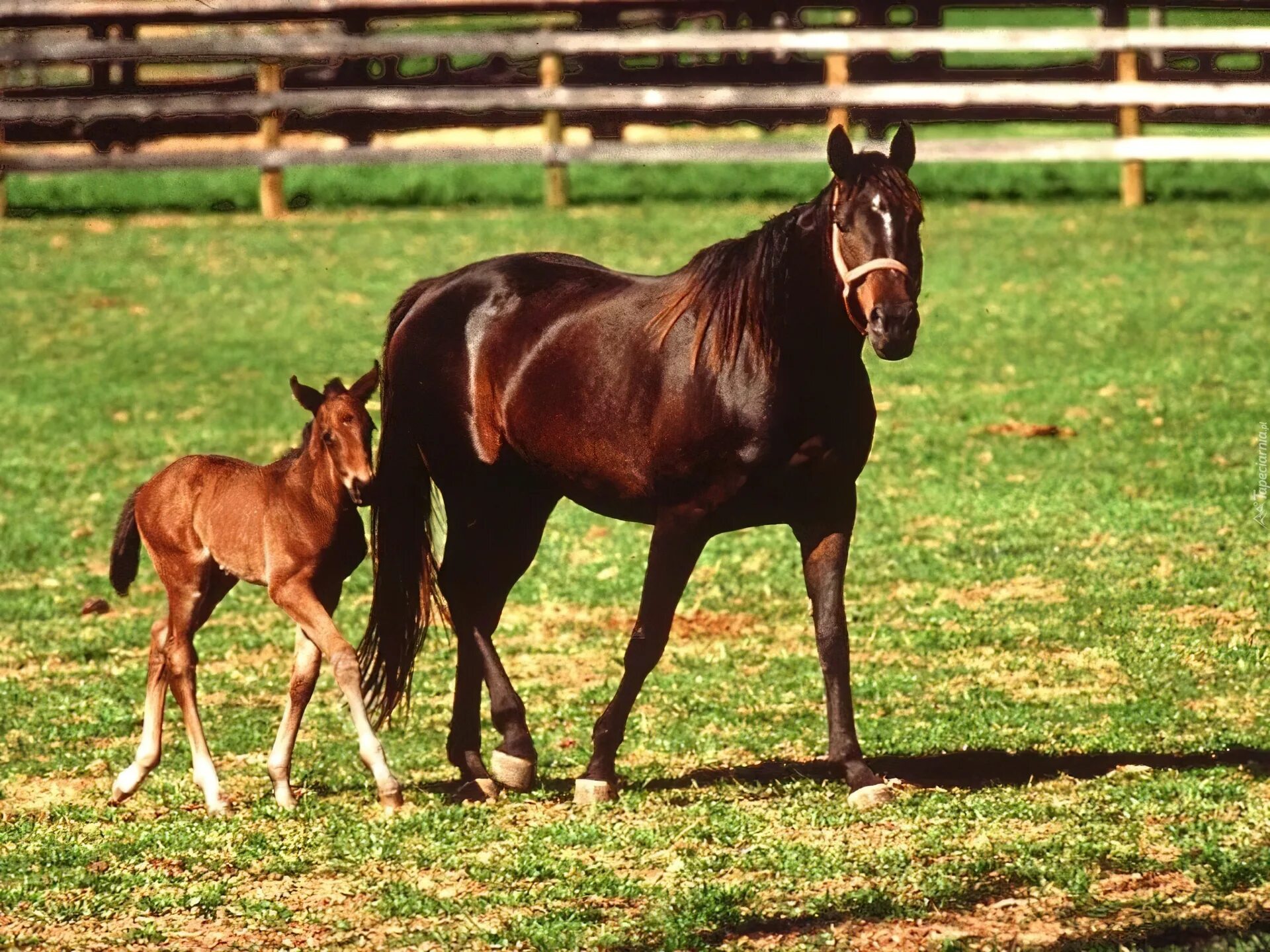 Сайт horse