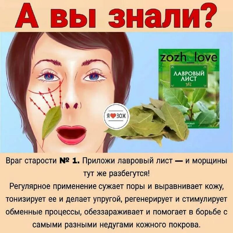 Лавровый лист от морщин. Маска для лица из лаврового листа от морщин. Лавровый лист для лица. Листья чая. Отвар лаврушки для лица от морщин.