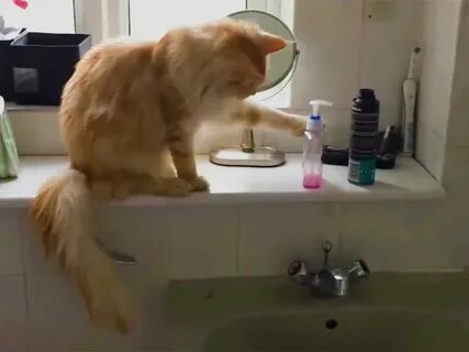 Кошка скидывает