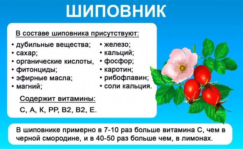 Можно ли давать шиповник. Чем полезен шиповник. шиповник витамины. содержание витамина с в шиповнике. шиповник состав витаминов.