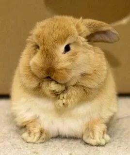 Cute fat rabbit