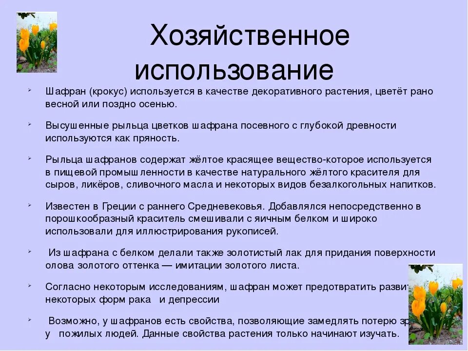 Стратегия шафран. Чем полезен Шафран. Шафран полезные свойства. Полезные свойства шафрана применение. Лечебная трава Шафран.