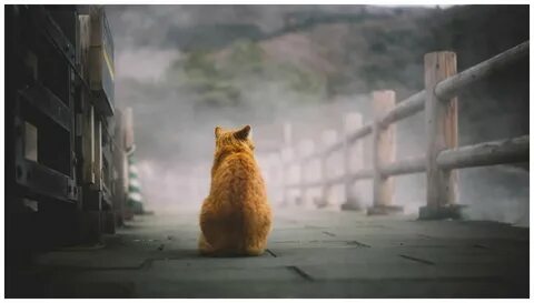 Кот смотрит в пустоту
