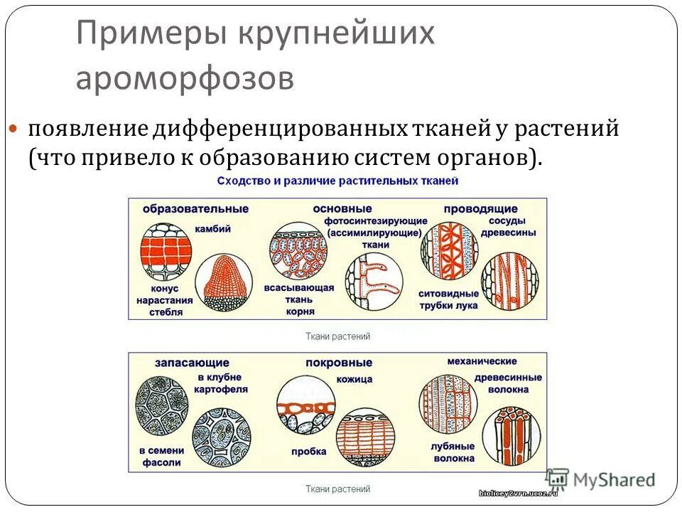 Установи соответствие между ароморфозом и эрой. Ароморфозы тканей растений. Эволюция тканей растений. Появление дифференцированных тканей у растений. Дифференцированные ткани растений.