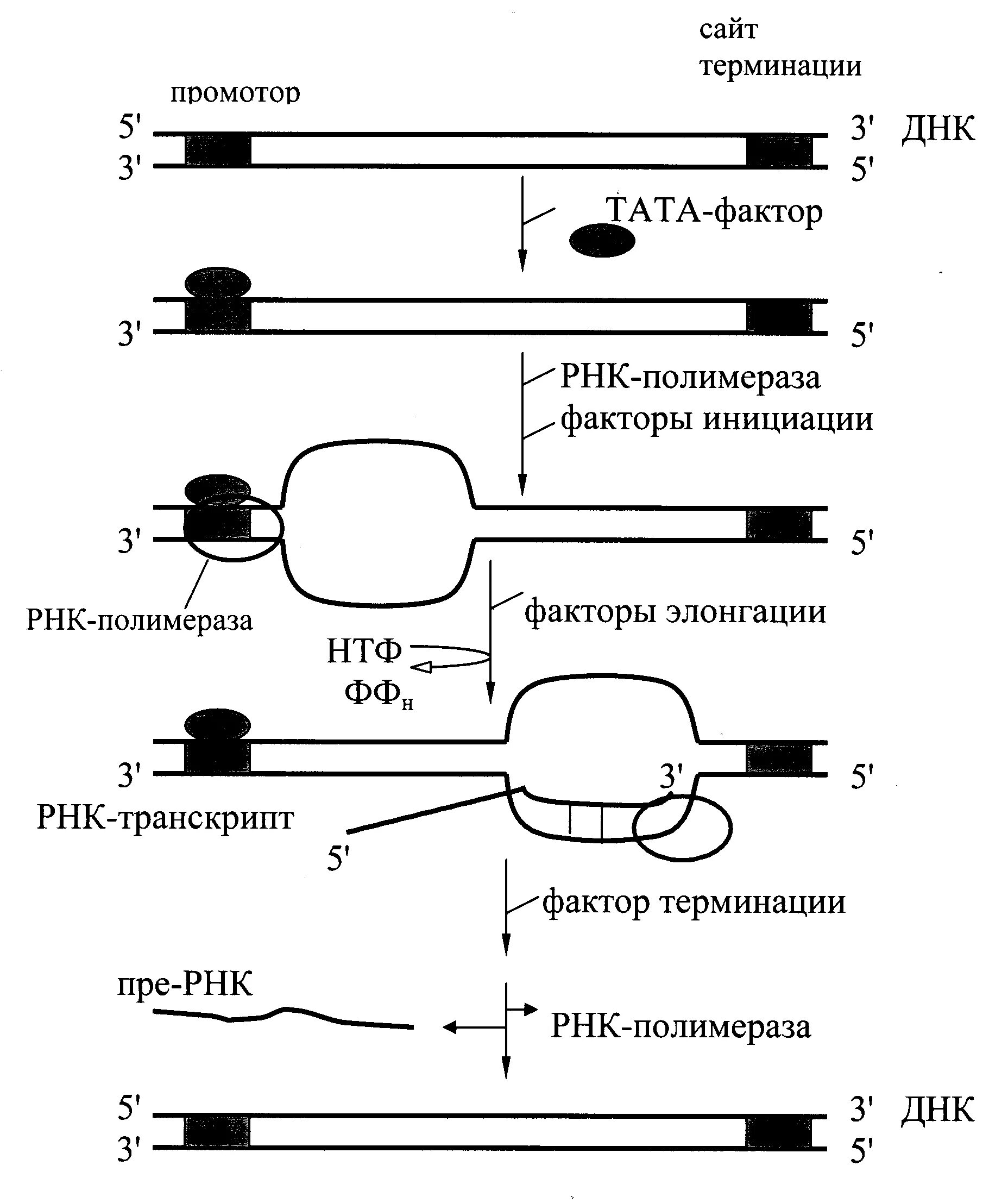 Терминация синтеза рнк. Этапы синтеза РНК инициация элонгация терминация биохимия. Схема инициация транскрипции биохимия. Схема процесса транскрипции инициация. Этапы биосинтеза РНК схема.