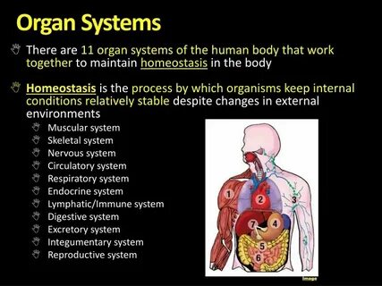 Organ system
