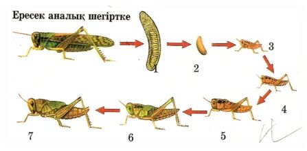 Ол порно видеоны көргеннен кейін әрең ұйықтапты