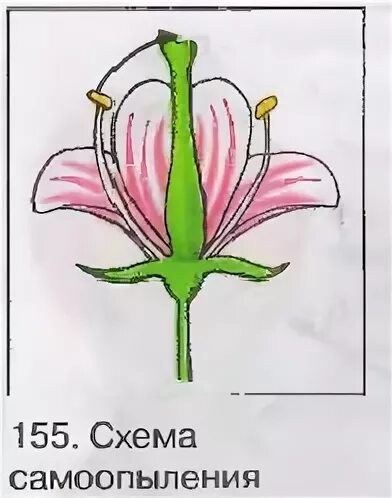 Тычинки короче пестиков самоопыление затруднено