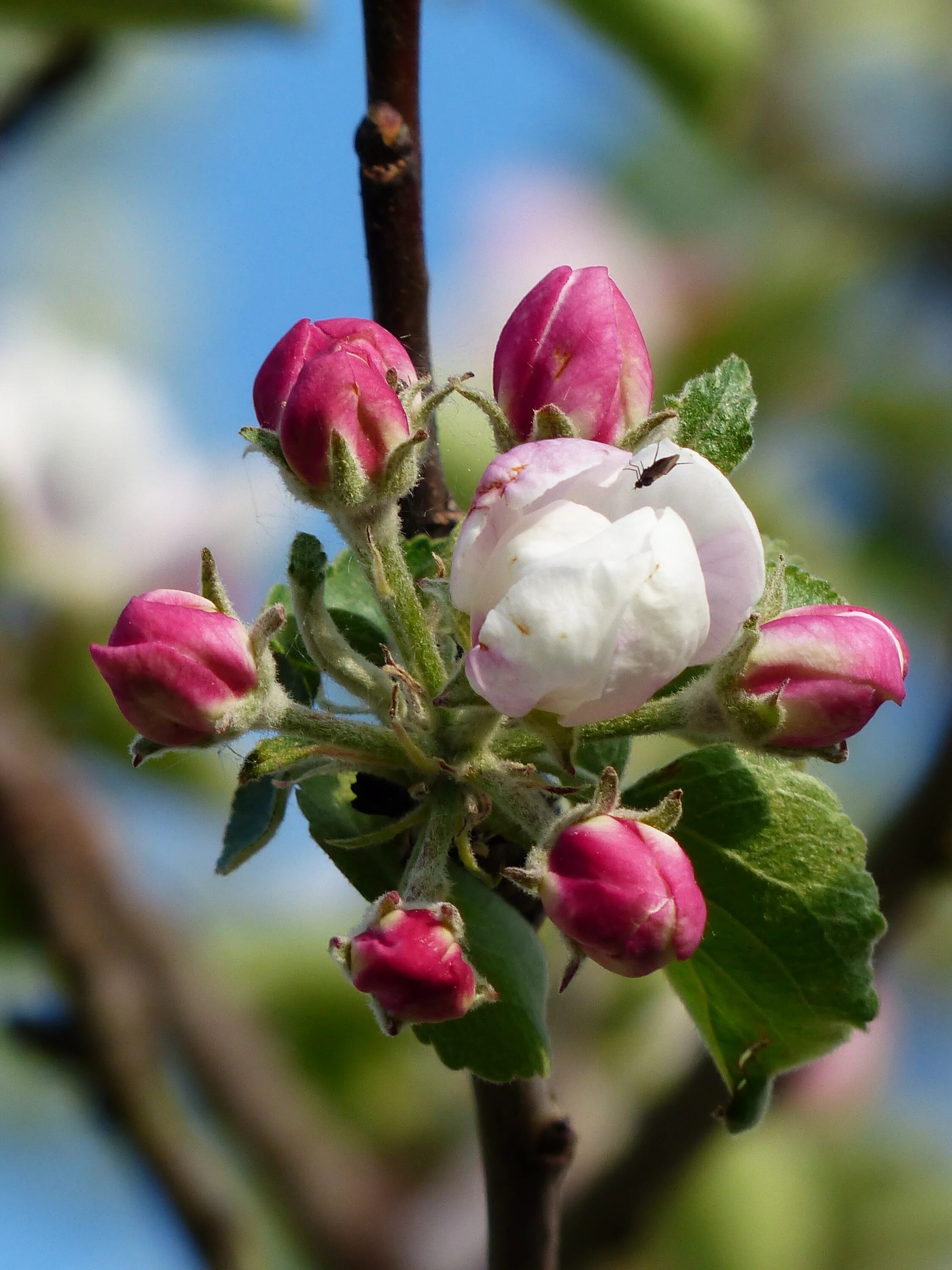 Розовый бутон у деревьев. Яблоневый цвет (Malus domestica). Яблоня Эппл блоссом. Бутонизация яблони. Яблоневый цвет (Apple Blossom).