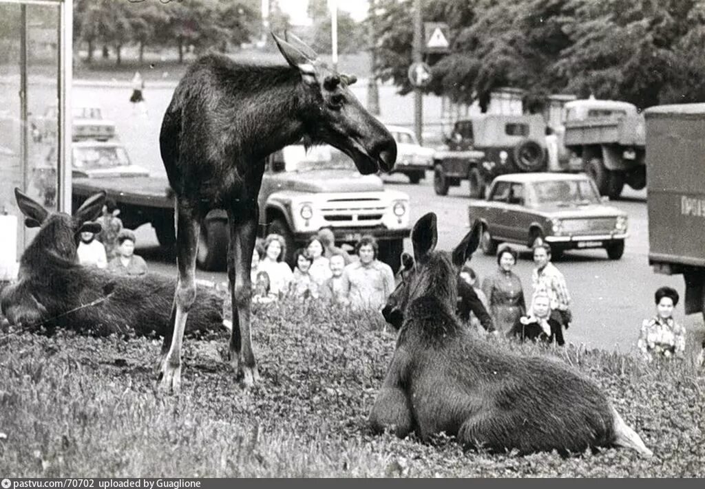 Лоси на Преображенской улице Москва 1979 год. Лоси у МГУ Москва 1961. Лоси на Преображенской улице. Лось в Гольяново. 4 лося в москве