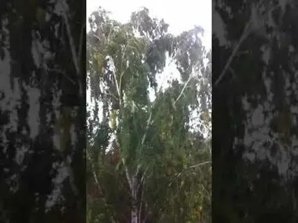 Осадки лебедянь