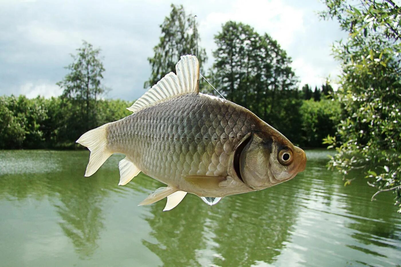 Серебряный карась (Carassius gibelio). Карась обыкновенный Carassius Carassius. Карась золотой Carassius Carassius. Обыкновенный карась (Carassius Carassius l.).