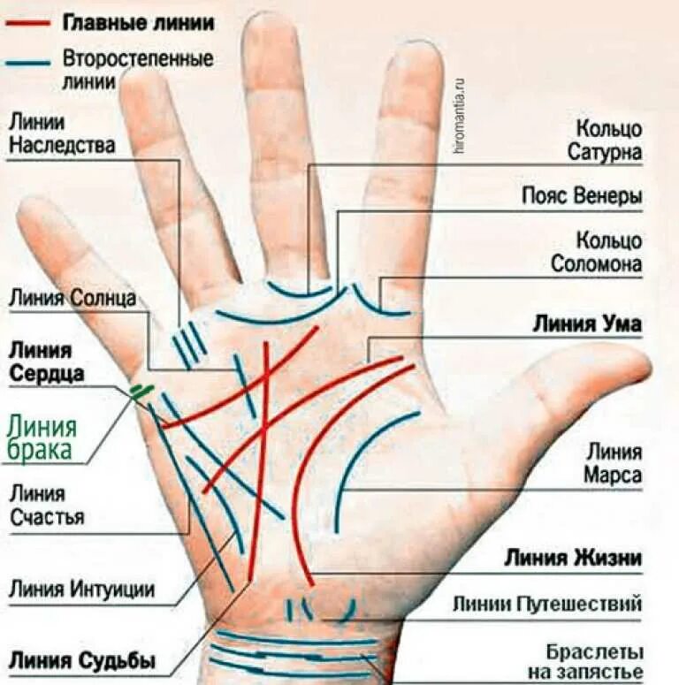 Левой ладони руки. Правая рука линии хиромантия. Где находится линия жизни на ладони на какой руке. Гадание по ладони руки что означают линии на руке фото с расшифровкой. Линия любви на руке.