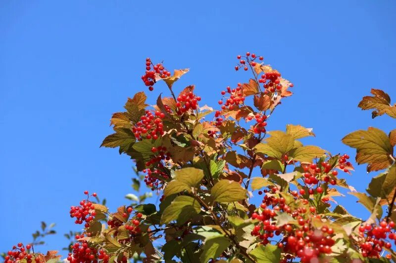 калина педагог. калина обыкновенная дерево. расфокус галина тихонова осень. калина куст фортуна. калина красная евдокимов.