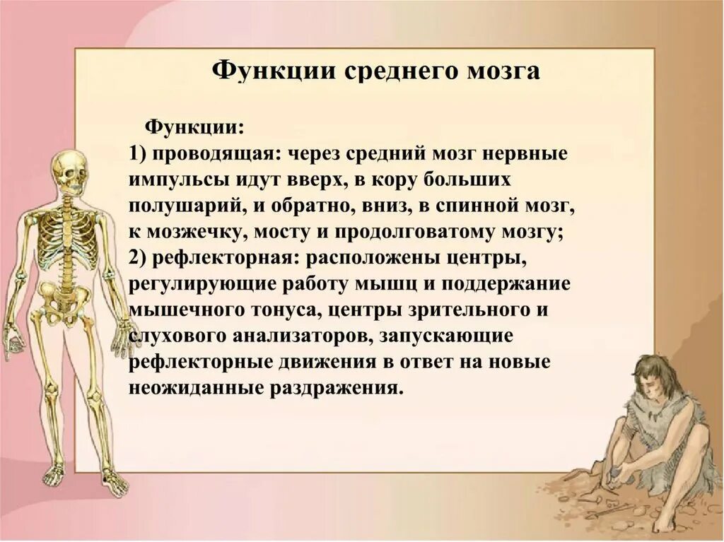Какие функции выполняет средний мозг человека. Функции среднего и промежуточного мозга. основные функции промежуточного мозга. выполняемые функции промежуточного мозга. функции среднего мозга и промежуточного мозга.