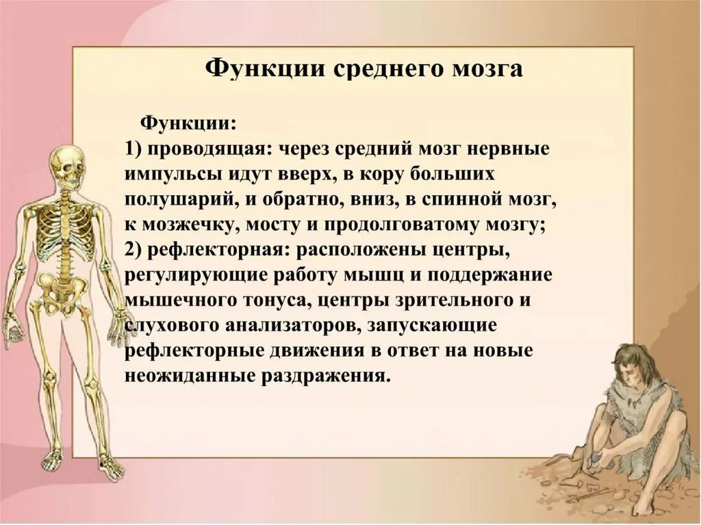 Функции среднего и промежуточного мозга. Основные функции промежуточного мозга. Выполняемые функции промежуточного мозга. Функции среднего мозга и промежуточного мозга. Перечислите функции среднего мозга