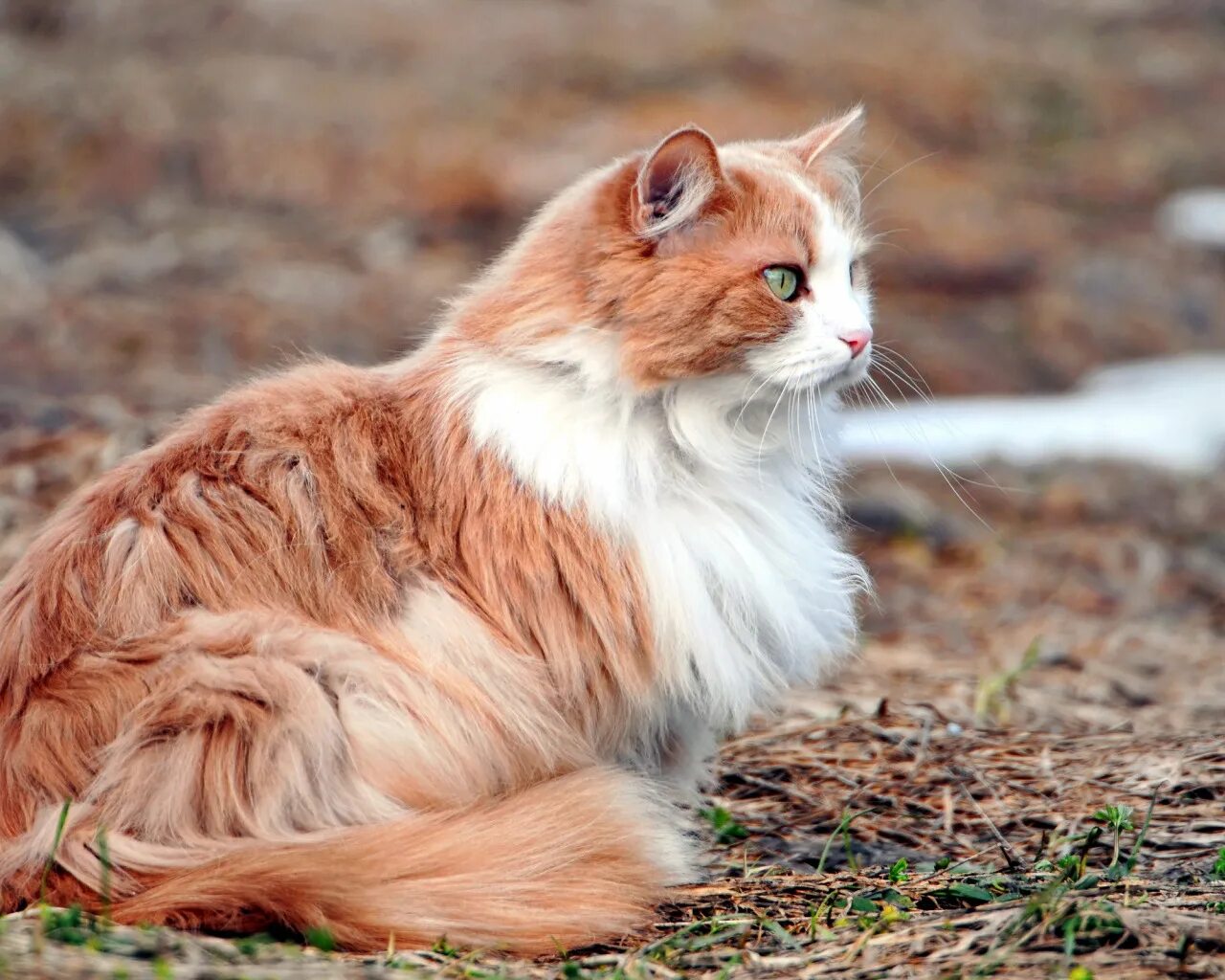 Кошка окрас серо бело рыжий. Сибирская кошка рыжая короткошерстная. Сибирская кошка рыжая длинношерстная. Норвежская Лесная биколор. Норвежская длинношерстная Лесная кошка рыжая.