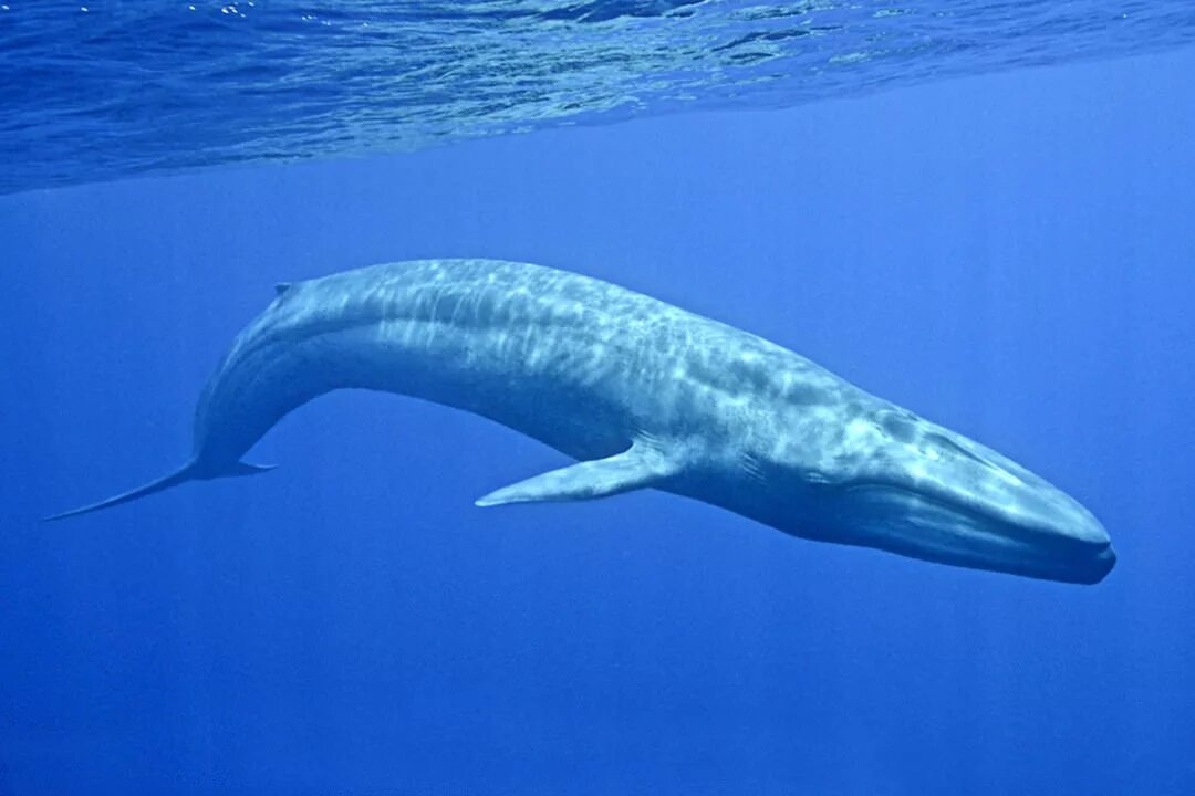 Кит самое большое млекопитающее. Голубой кит Balaenoptera musculus. Синий кит (голубой кит). Синий кит блювал. Блювал (голубой или синий кит).