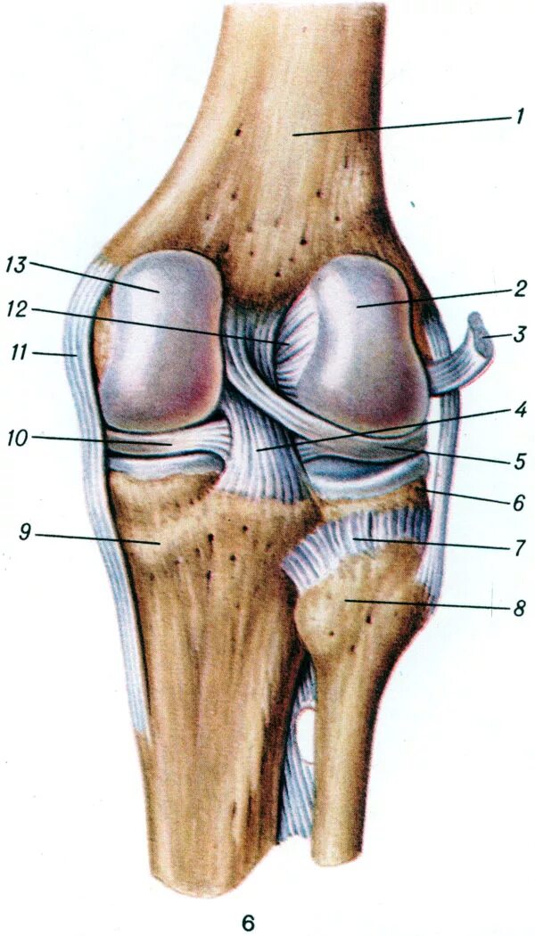 Задний мыщелок. Медиальный надмыщелок бедренной кости. Суставной хрящ большеберцовой кости. Анатомия коленного сустава мыщелки. Анатомия коленного сустава Синельников.