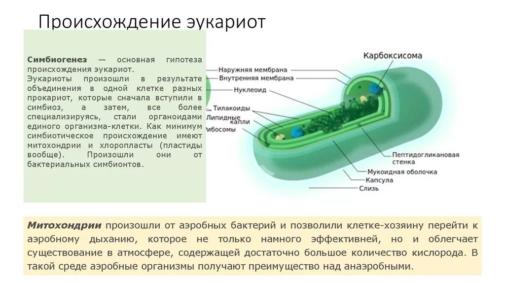 Возникновение прокариот произошло в