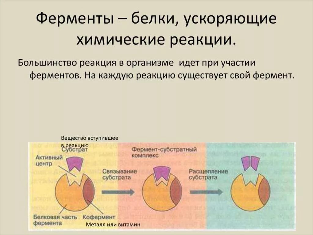 Ускоряет химическую реакцию в организме. Ускоряет реакцию синтеза фермент:. ферментативные реакции. белки ферменты. ферментативные реакции ферменты.