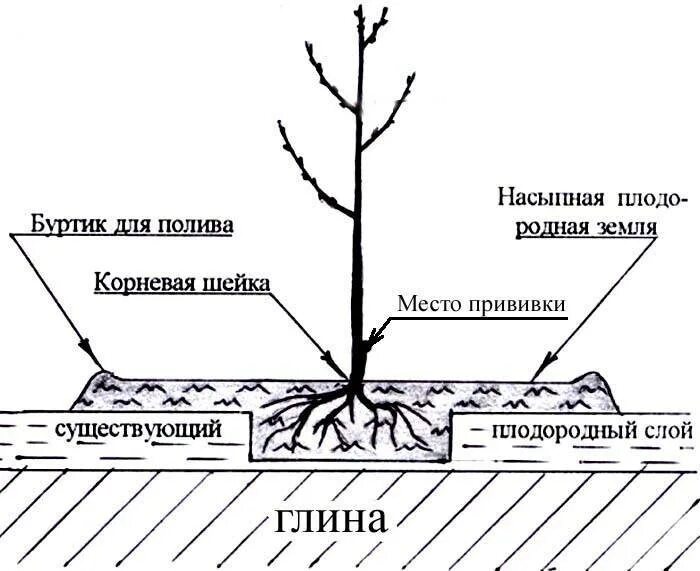 На каком расстоянии садить яблони. Схема посадки саженца яблони. схема посадка саженца плодовых деревьев. схема посадки яблони весной. схема посадки саженцев яблони.