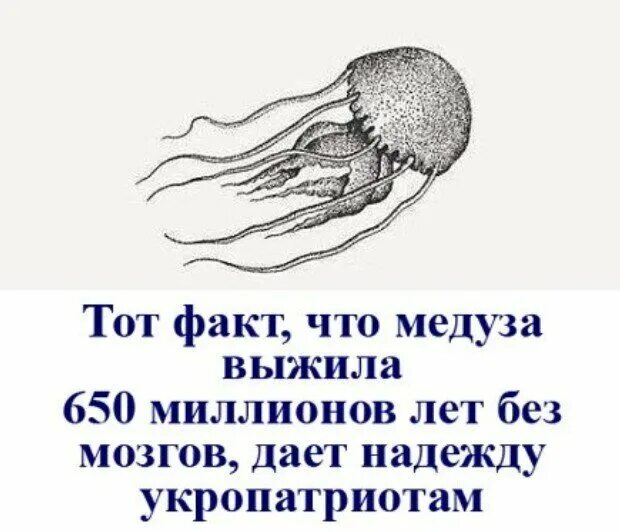 У медузы есть мозги. У медузы нет мозга. У медузы есть мозг. Медуза без мозгов.