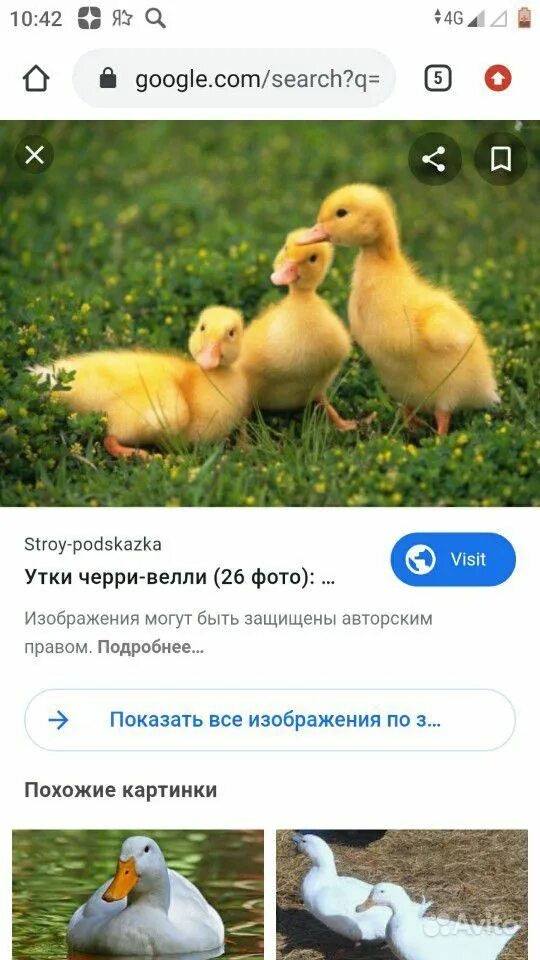 утята черри-велли характеристика. утята черри велли. пекинская утка черри велли. утка бройлерная st-5. утка черри велли.