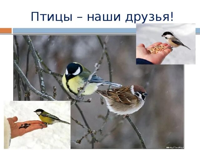 Птицы наши друзья. Птицы наши друзья картинки. Проект птицы родного края. Птицы нашего края.